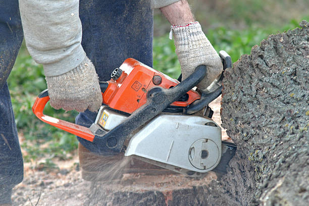 Best Tree and Shrub Care  in Fest Grove, OR